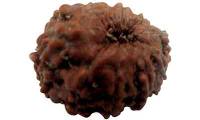 10 Mukhi Rudraksha